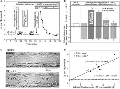 Oxidative Stress and Microvessel Barrier Dysfunction